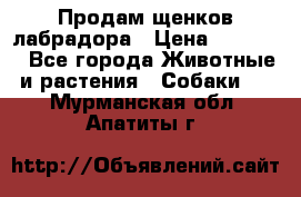 Продам щенков лабрадора › Цена ­ 20 000 - Все города Животные и растения » Собаки   . Мурманская обл.,Апатиты г.